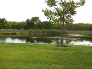 Wet pond on Ceylon Tea Circle with a view of 50 acre park (under development) in background.