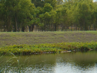 Closer view of wet pond on Ceylon Tea Circle.