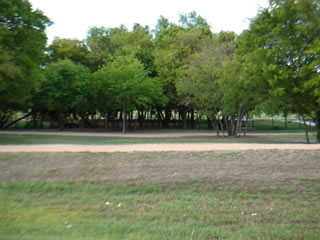 View along the Wildflower trail system.